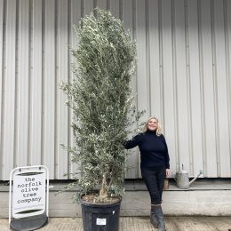 Olea europaea ‘Cipressino’