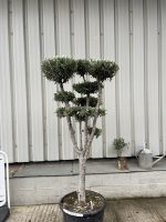 Niwaki cloud Olive tree