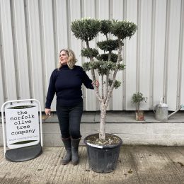 Niwaki cloud Olive tree