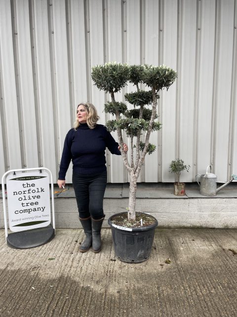 Niwaki cloud Olive tree