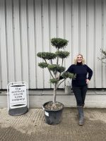 Topiary tree