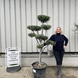 Topiary tree