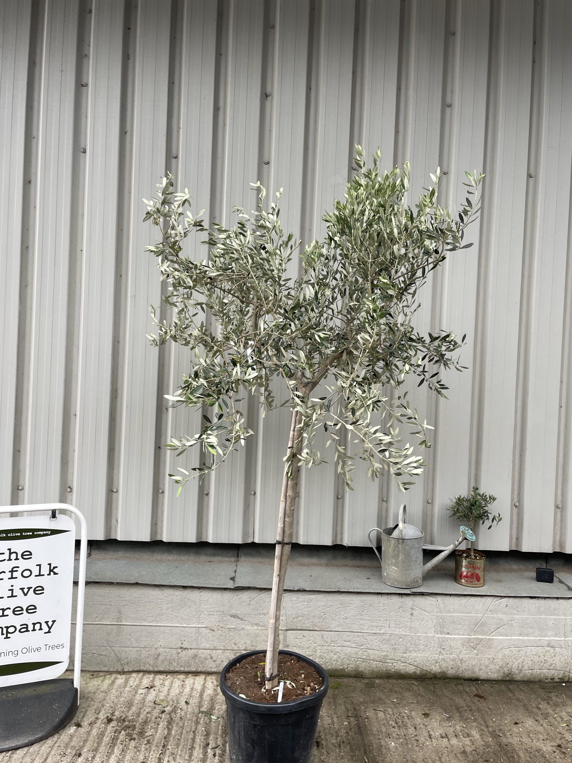 Italian Olive Tree for sale The Norfolk Olive Tree Company