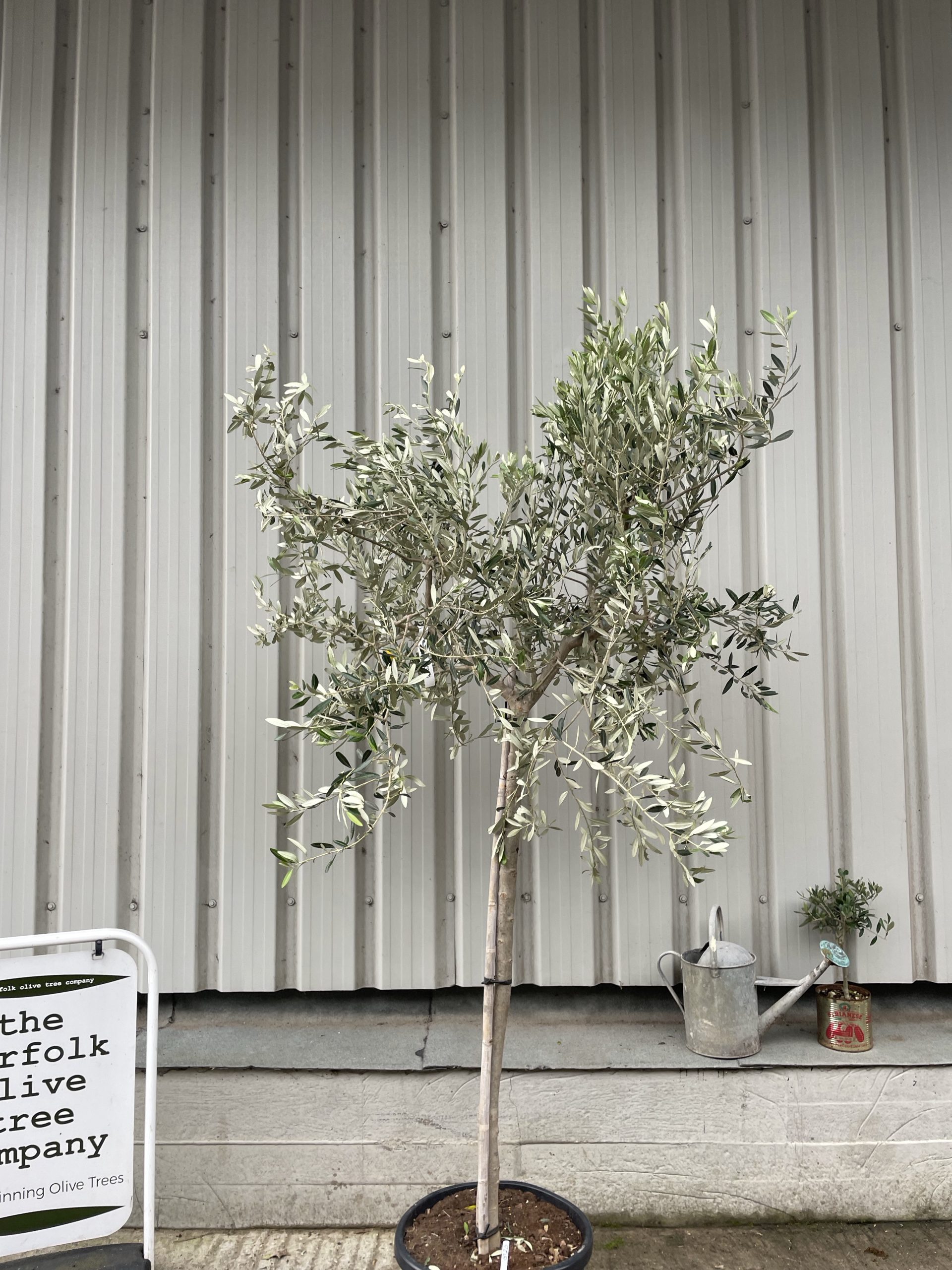 Italian Olive Tree for sale The Norfolk Olive Tree Company