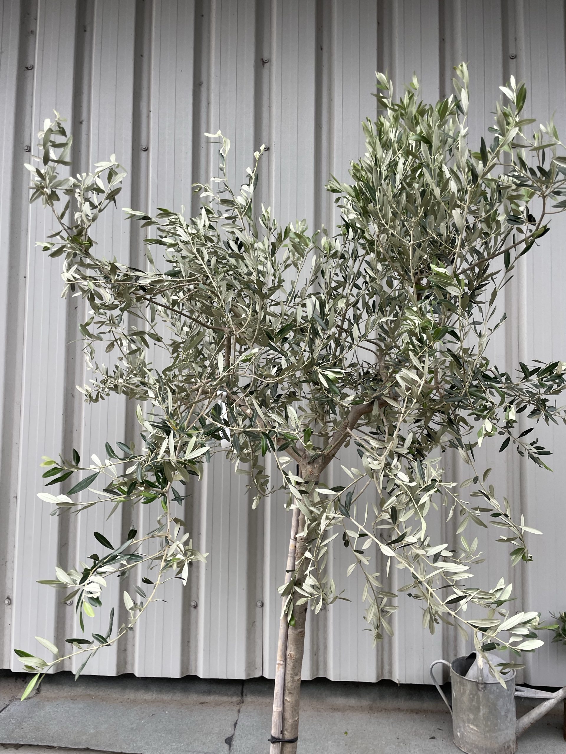 Italian Olive Tree for sale The Norfolk Olive Tree Company