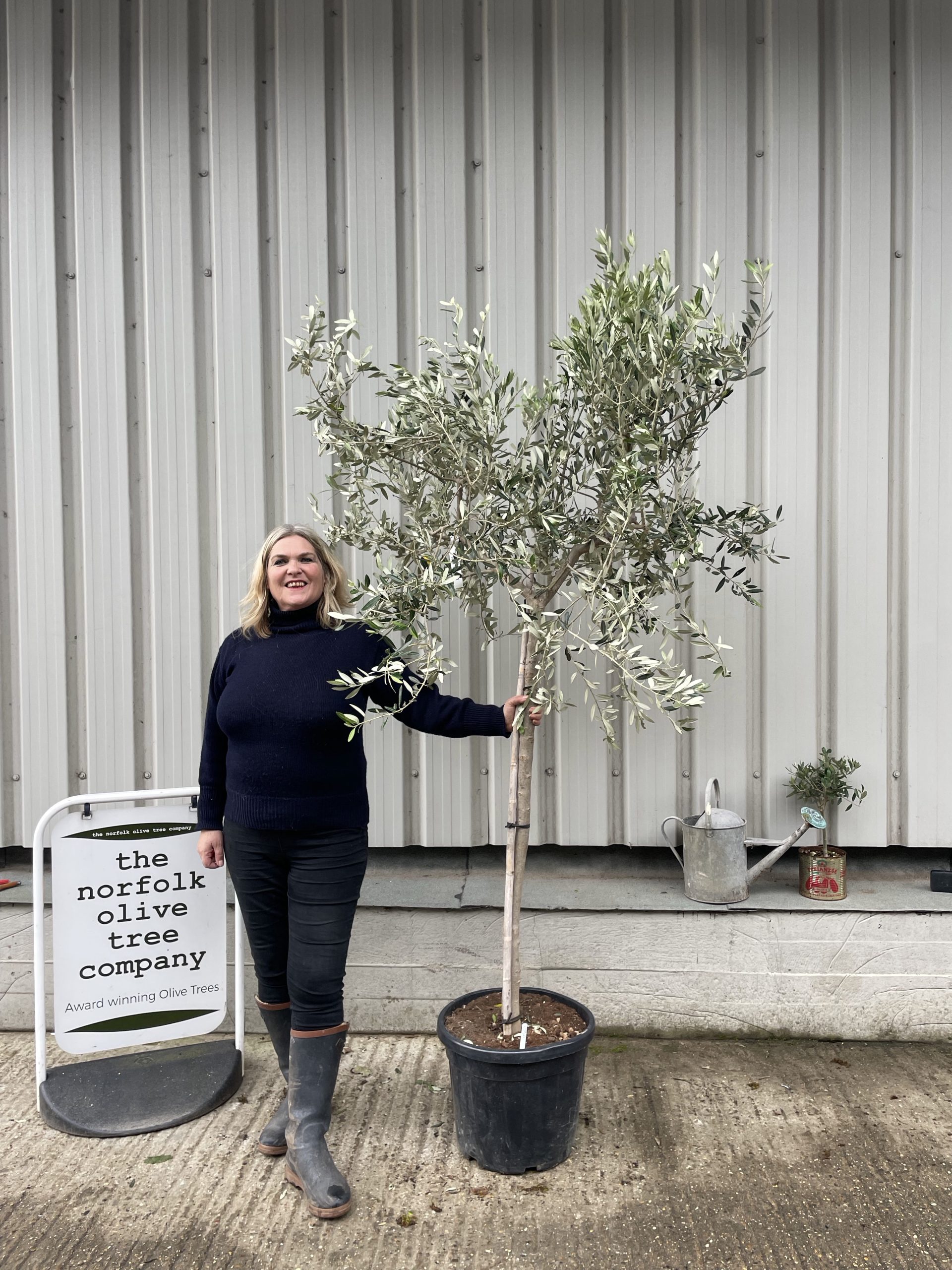 Italian Olive Tree for sale The Norfolk Olive Tree Company