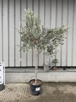 Leccino Olive tree