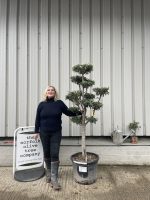 Patio cloud tree