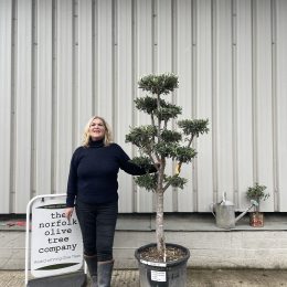 Patio cloud tree