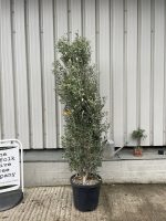 Olea europaea ‘Cipressino’