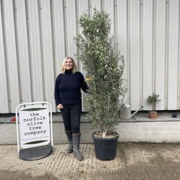 Olea europaea ‘Cipressino’