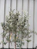 Tuscan Olive tree