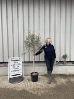 Tuscan Olive tree