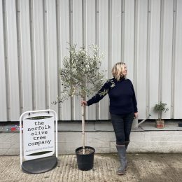 Tuscan Olive tree