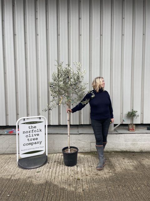 Tuscan Olive tree