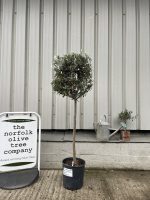 3/4 Standard Olive tree
