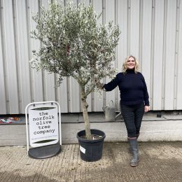 Smooth stem branched Olive tree