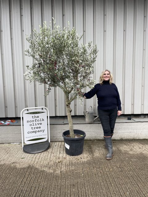 Smooth stem branched Olive tree