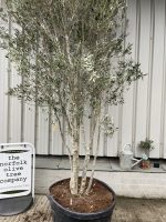 Multi-stem screening olive tree