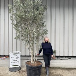 Multi-stem screening olive tree