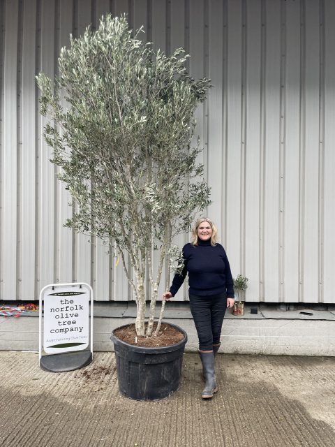 Multi-stem screening olive tree