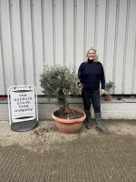 Gnarled Olive tree