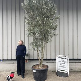 Multi-stem screening olive tree