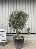 ‘Parachute’ pruned Italian Olive tree