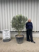 ‘Parachute’ pruned Italian Olive tree