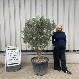 ‘Parachute’ pruned Italian Olive tree