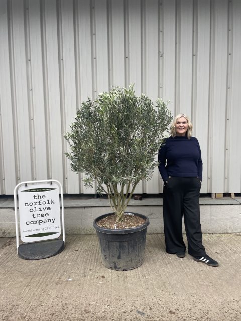 ‘Parachute’ pruned Italian Olive tree