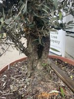 Gnarled Olive tree