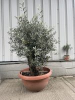 Gnarled Olive tree