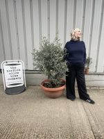 Gnarled Olive tree