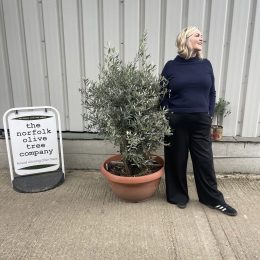 Gnarled Olive tree