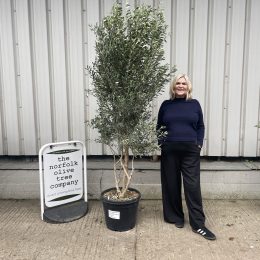 Patio Olive tree