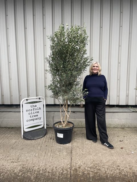 Patio Olive tree