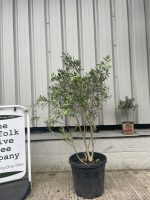 Courtyard Olive tree