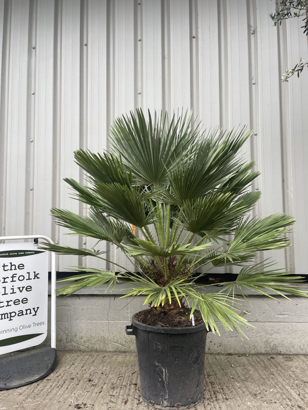 Chamaerops Humilis - free delivery - The Norfolk Olive Tree Company