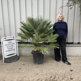 Chamaerops Humilis