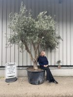 Mature Tuscan Olive Tree