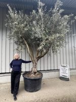 Mature Tuscan Olive Tree