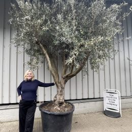 Mature Tuscan Olive Tree
