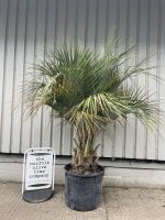 Butia Capitata