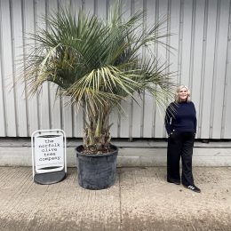 Butia Capitata