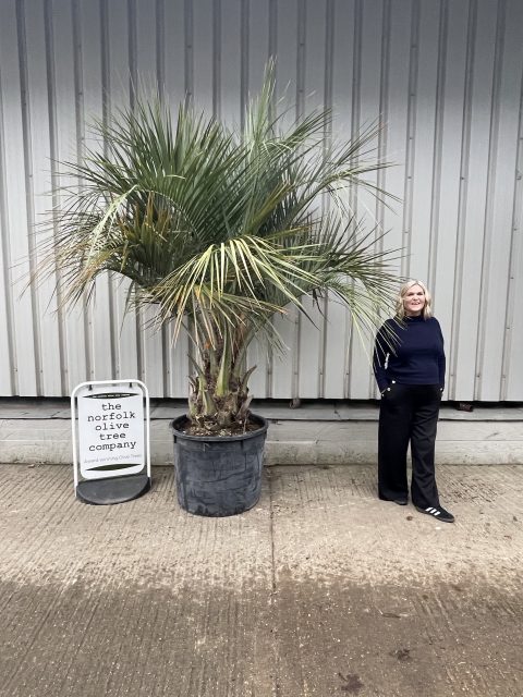 Butia Capitata