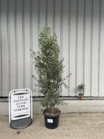 Olea europaea