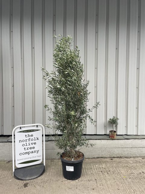 Olea europaea