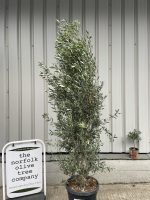 Olea europaea