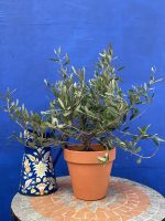 The Olive Tree Gift